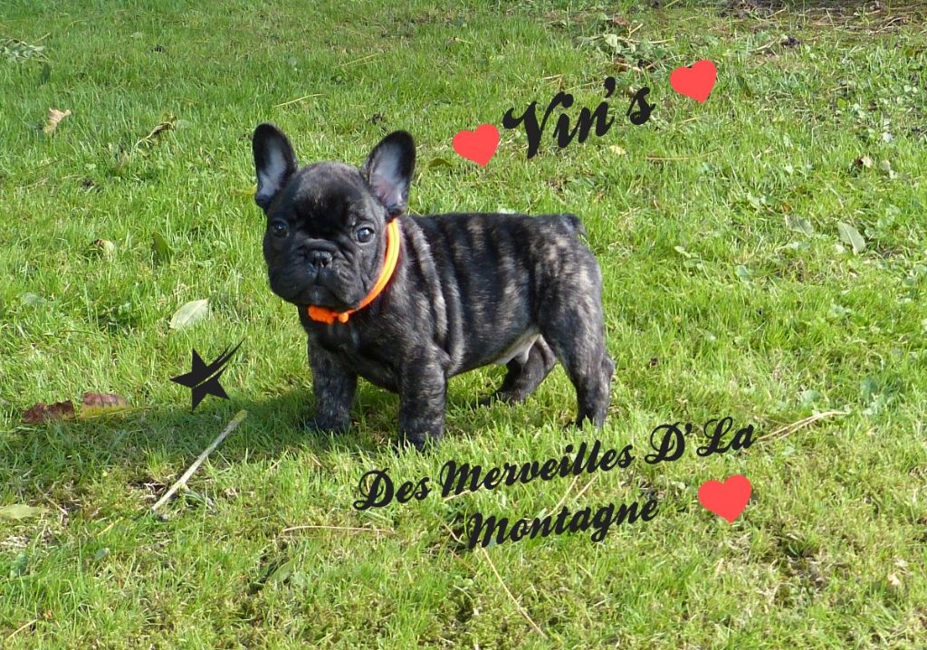 chiot Bouledogue français Des Merveilles D'la Montagne