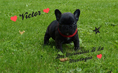 VICTOR