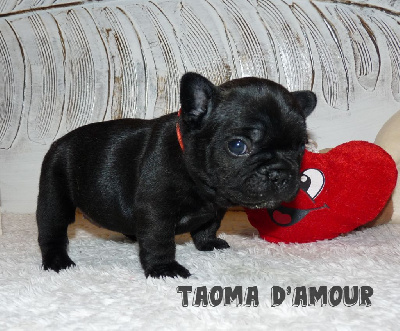 Taoma d'amour 