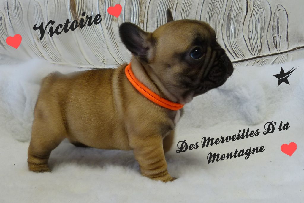 chiot Bouledogue français Des Merveilles D'la Montagne