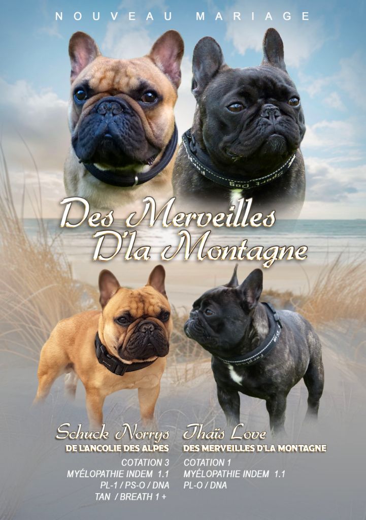 chiot Bouledogue français Des Merveilles D'la Montagne