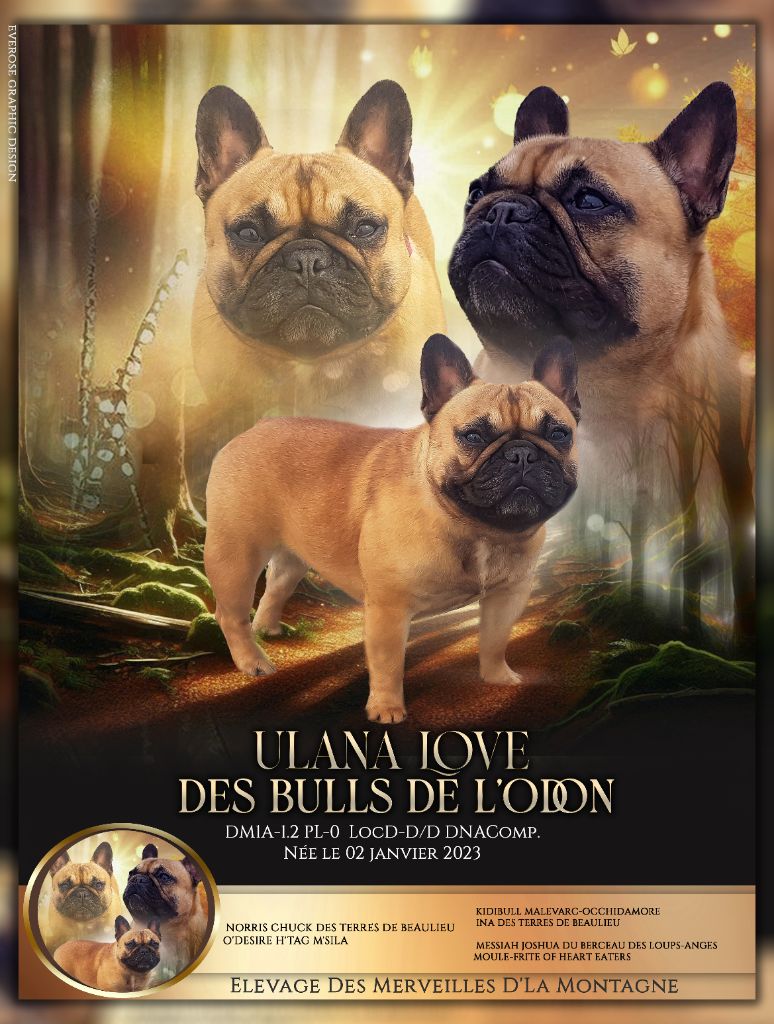 Ulana love Des Bulls De L'Odon