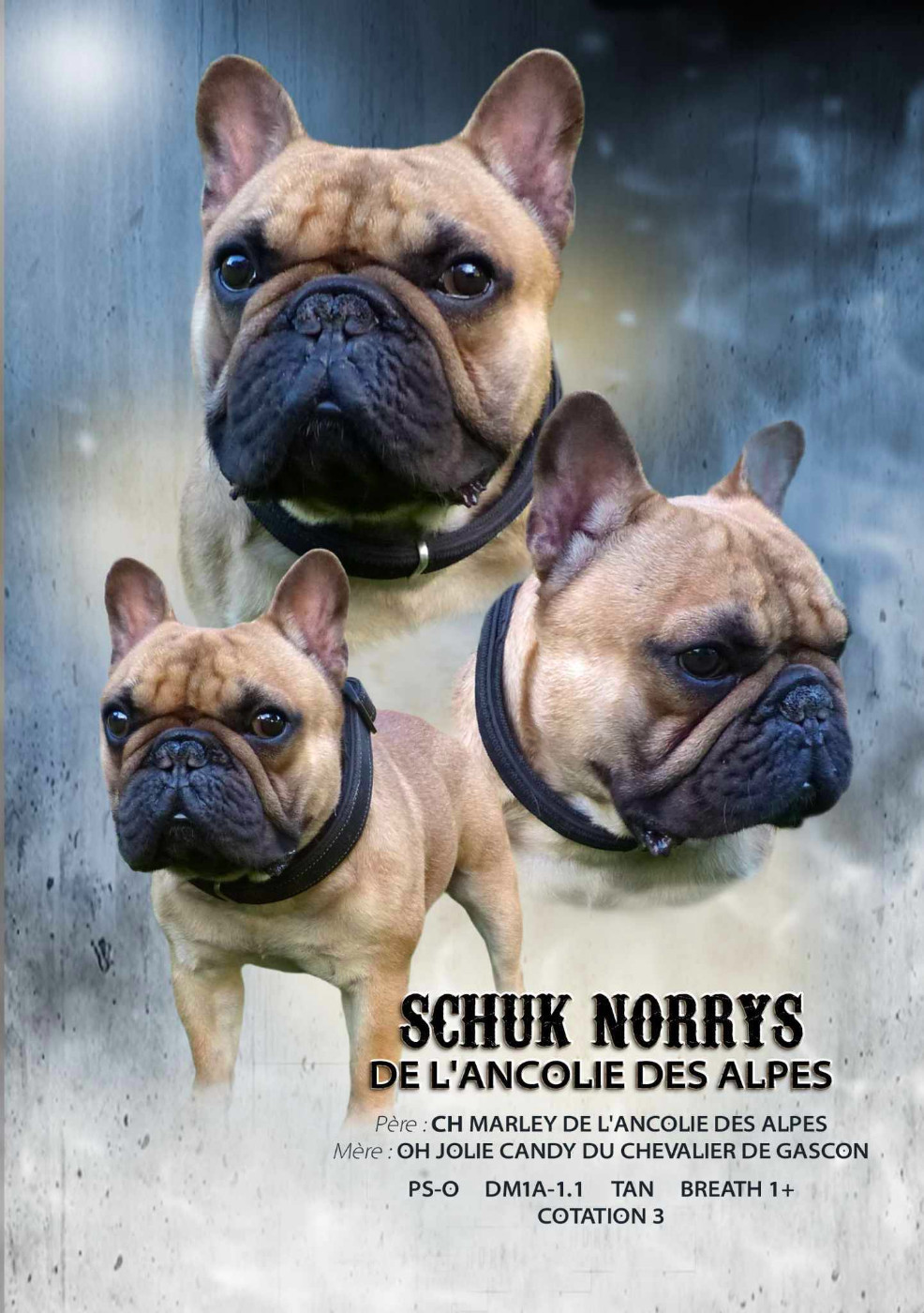 SCHUK NORRYS de l'ancolie des alpes