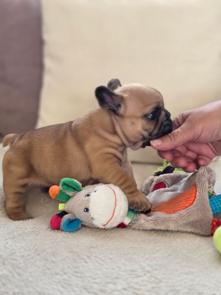 Des Merveilles D'la Montagne - Chiots disponibles - Bouledogue français