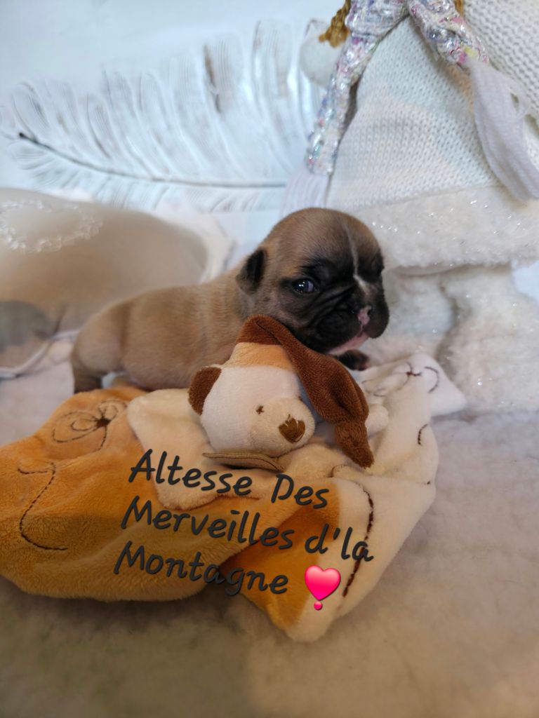 Des Merveilles D'la Montagne - Chiots disponibles - Bouledogue français