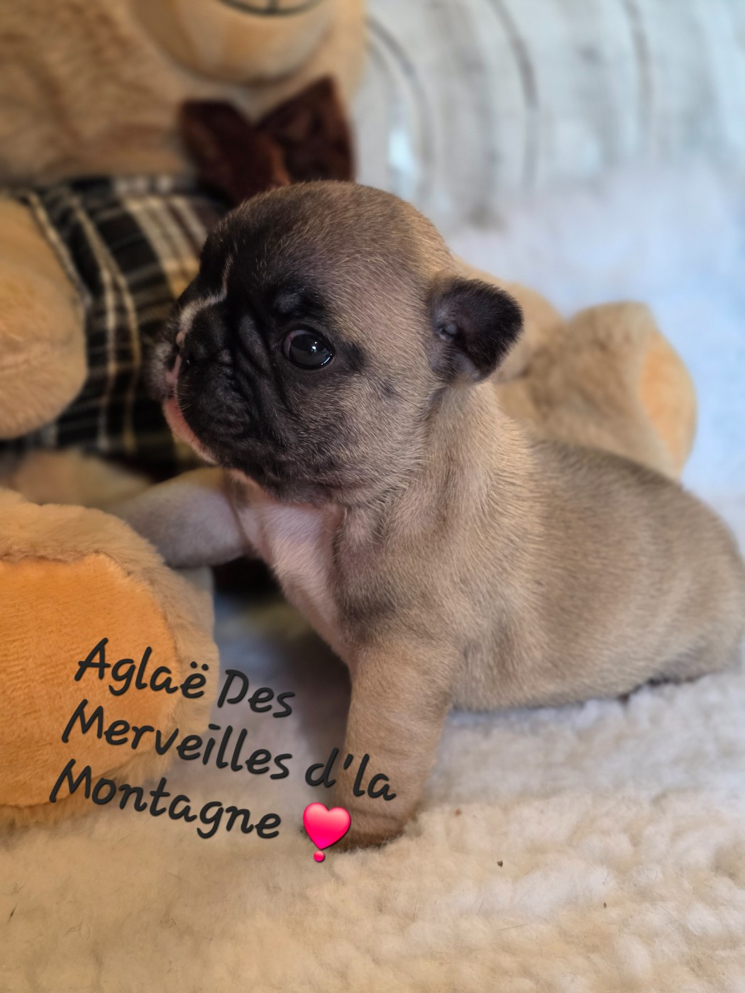 Des Merveilles D'la Montagne - Chiots disponibles - Bouledogue français