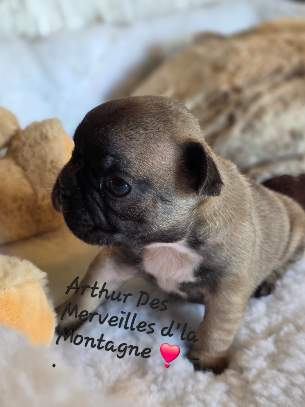 Des Merveilles D'la Montagne - Chiots disponibles - Bouledogue français