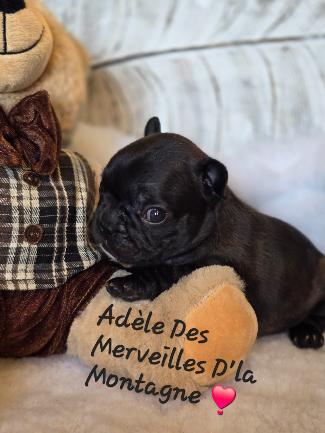 Des Merveilles D'la Montagne - Chiots disponibles - Bouledogue français
