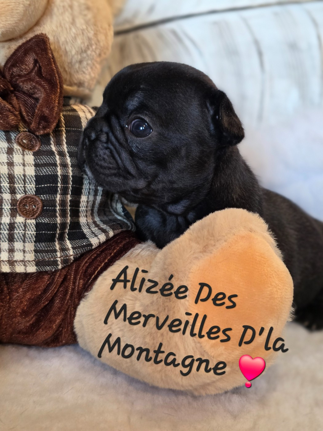Des Merveilles D'la Montagne - Chiots disponibles - Bouledogue français