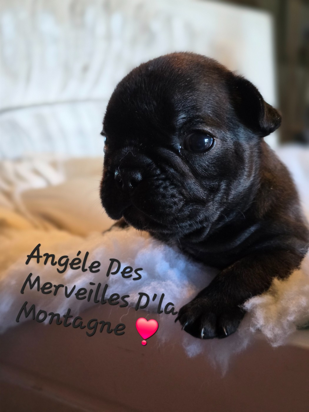 Des Merveilles D'la Montagne - Chiots disponibles - Bouledogue français
