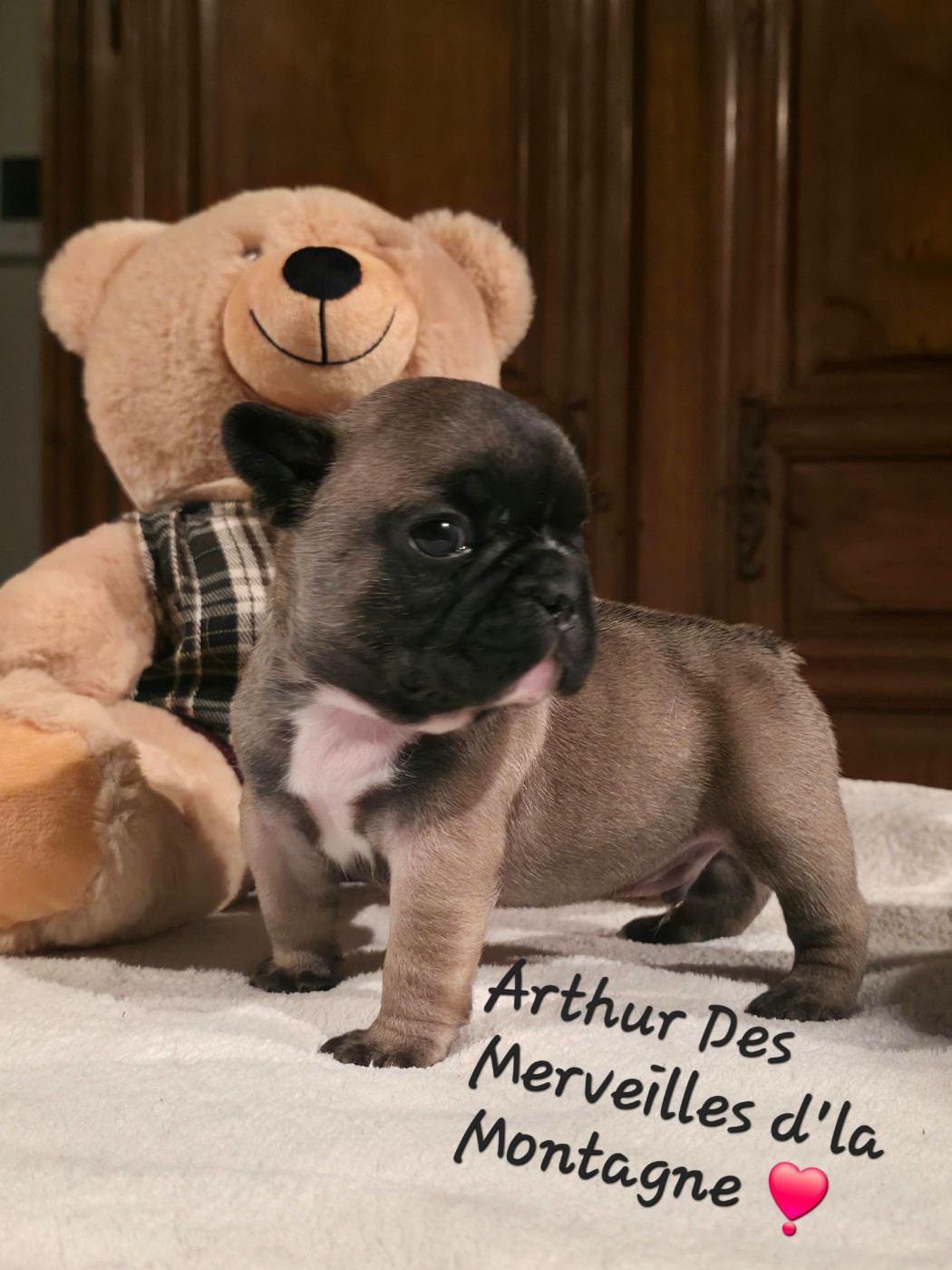 Des Merveilles D'la Montagne - Chiots disponibles - Bouledogue français
