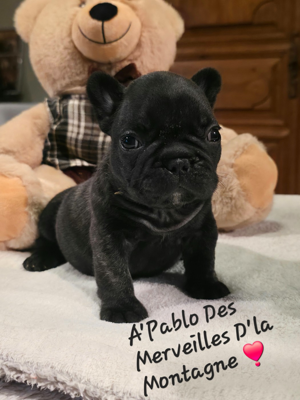 Des Merveilles D'la Montagne - Chiots disponibles - Bouledogue français