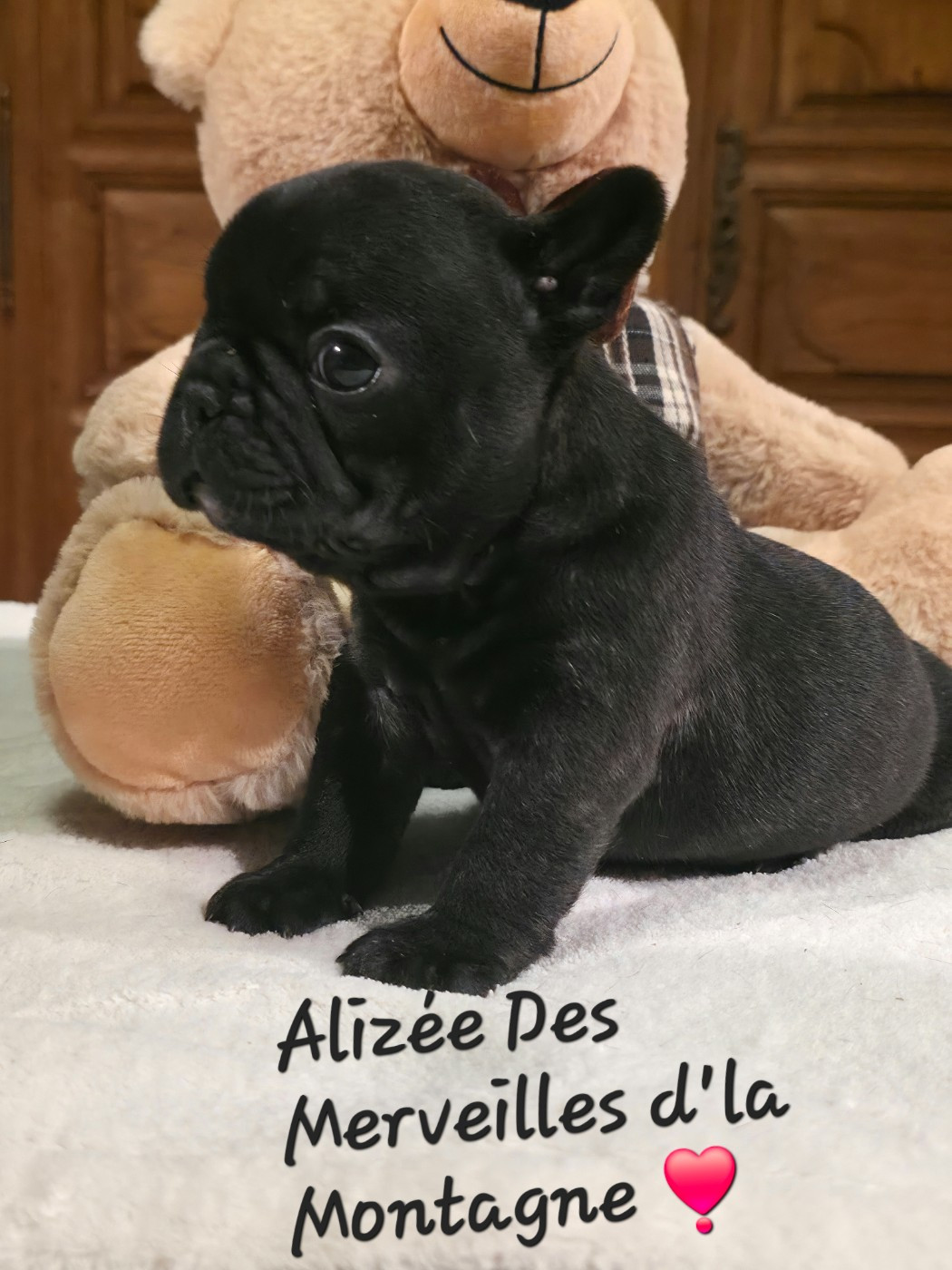 Des Merveilles D'la Montagne - Chiots disponibles - Bouledogue français