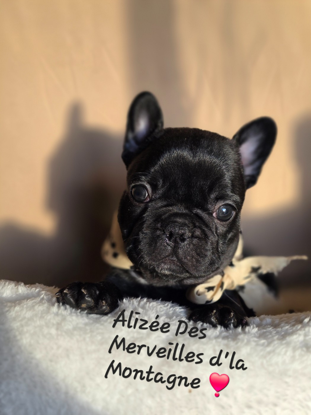 Des Merveilles D'la Montagne - Chiots disponibles - Bouledogue français