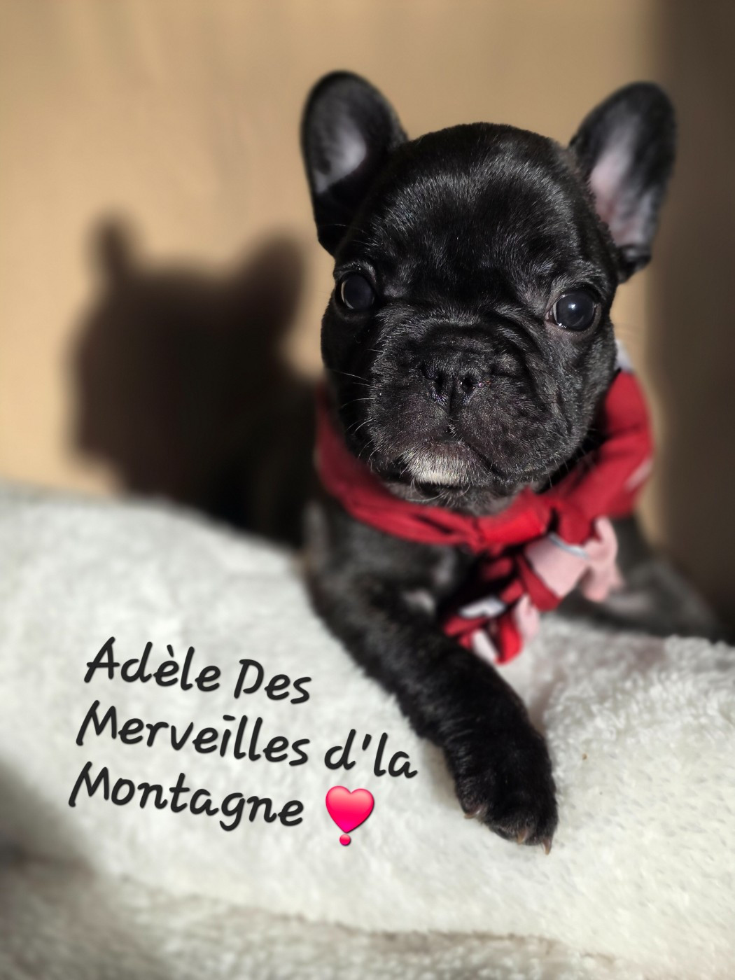 Des Merveilles D'la Montagne - Chiots disponibles - Bouledogue français