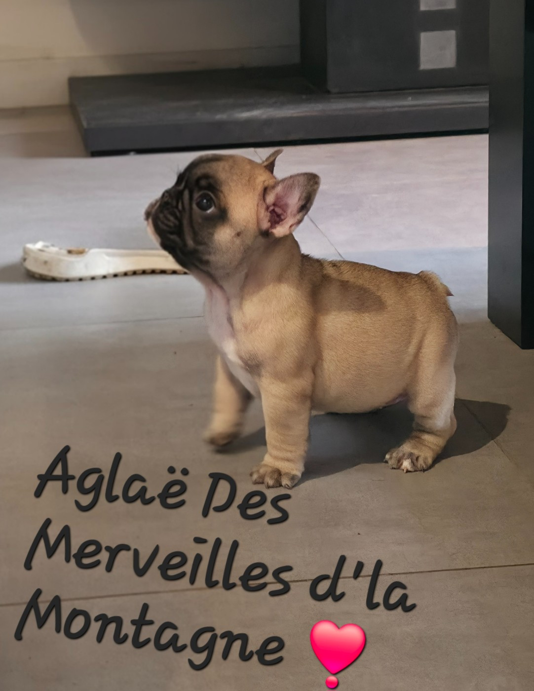 Des Merveilles D'la Montagne - Chiots disponibles - Bouledogue français