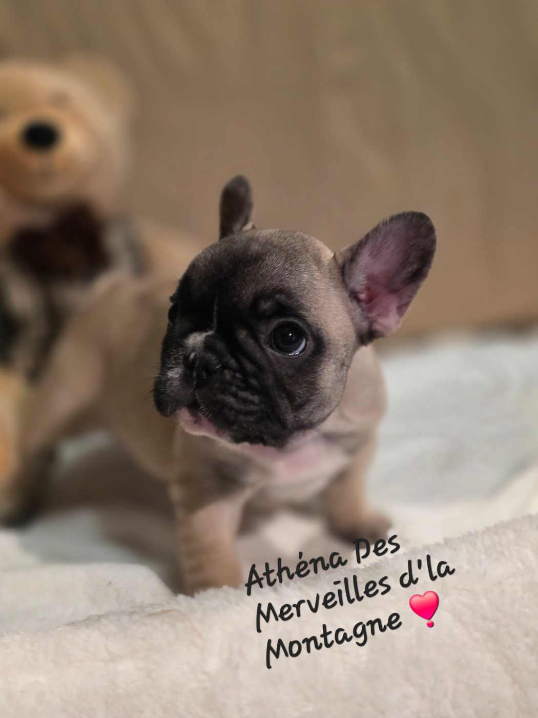Des Merveilles D'la Montagne - Chiots disponibles - Bouledogue français