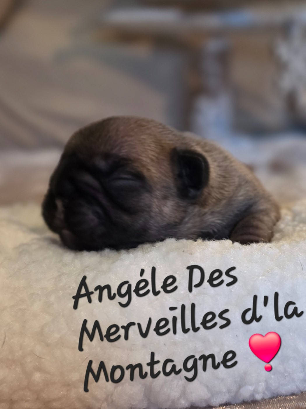 Des Merveilles D'la Montagne - Chiots disponibles - Bouledogue français