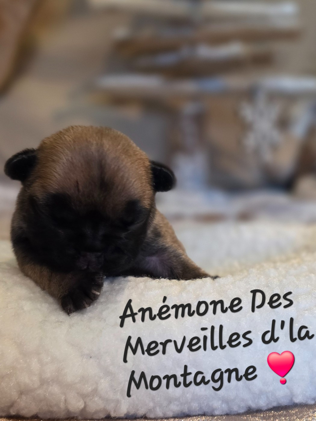 Des Merveilles D'la Montagne - Chiots disponibles - Bouledogue français