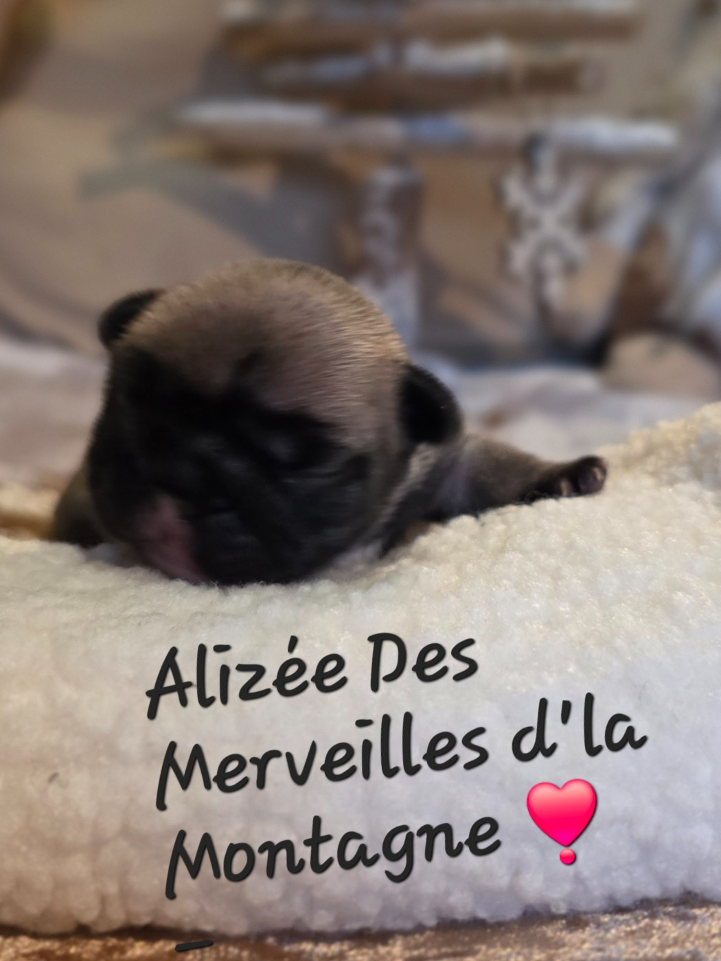 Des Merveilles D'la Montagne - Chiots disponibles - Bouledogue français