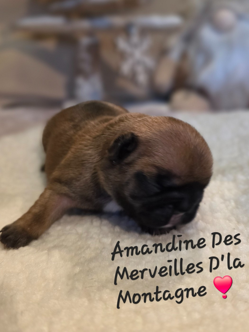 Des Merveilles D'la Montagne - Chiots disponibles - Bouledogue français