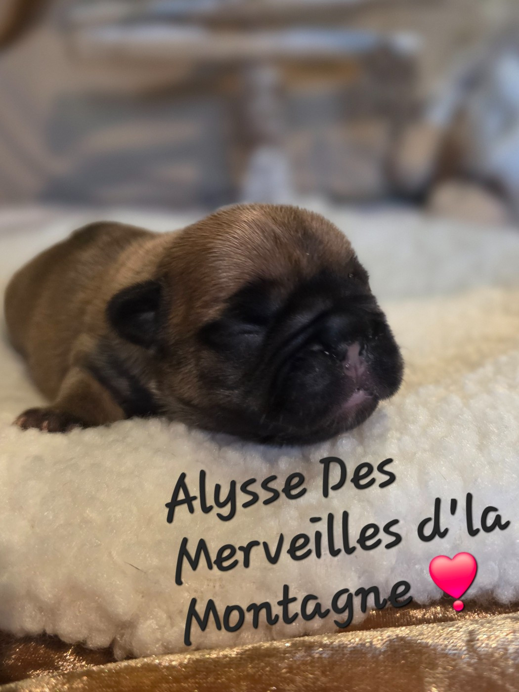 Des Merveilles D'la Montagne - Chiots disponibles - Bouledogue français