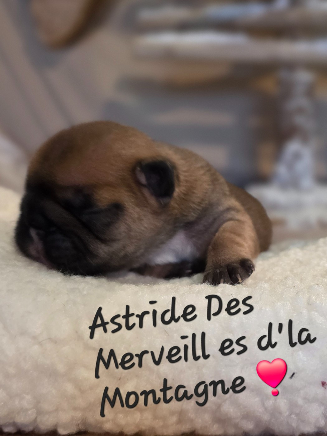 Des Merveilles D'la Montagne - Chiots disponibles - Bouledogue français
