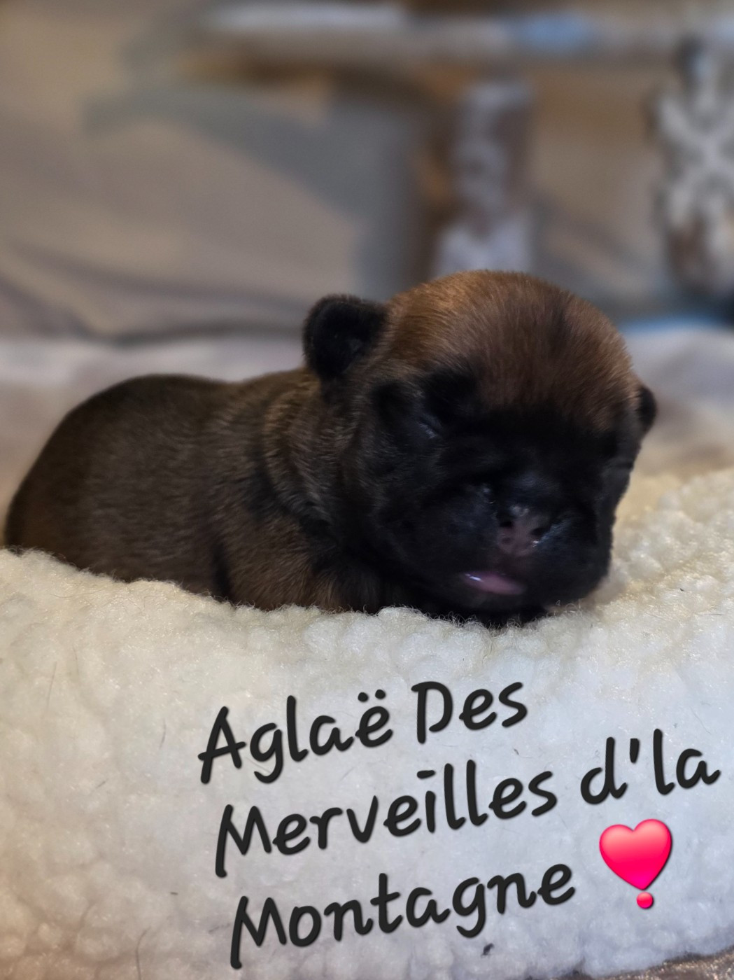 Des Merveilles D'la Montagne - Chiots disponibles - Bouledogue français