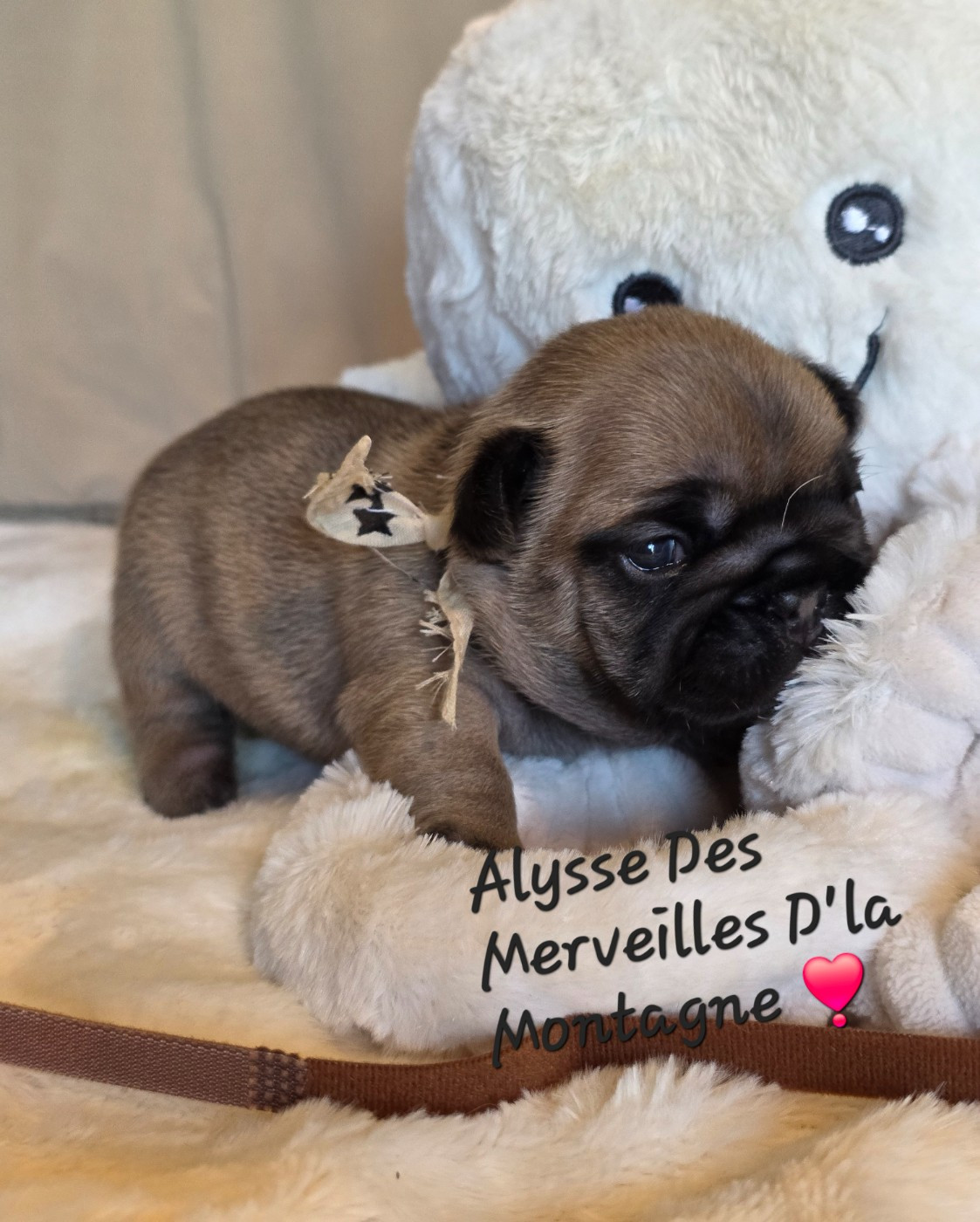 Des Merveilles D'la Montagne - Chiots disponibles - Bouledogue français