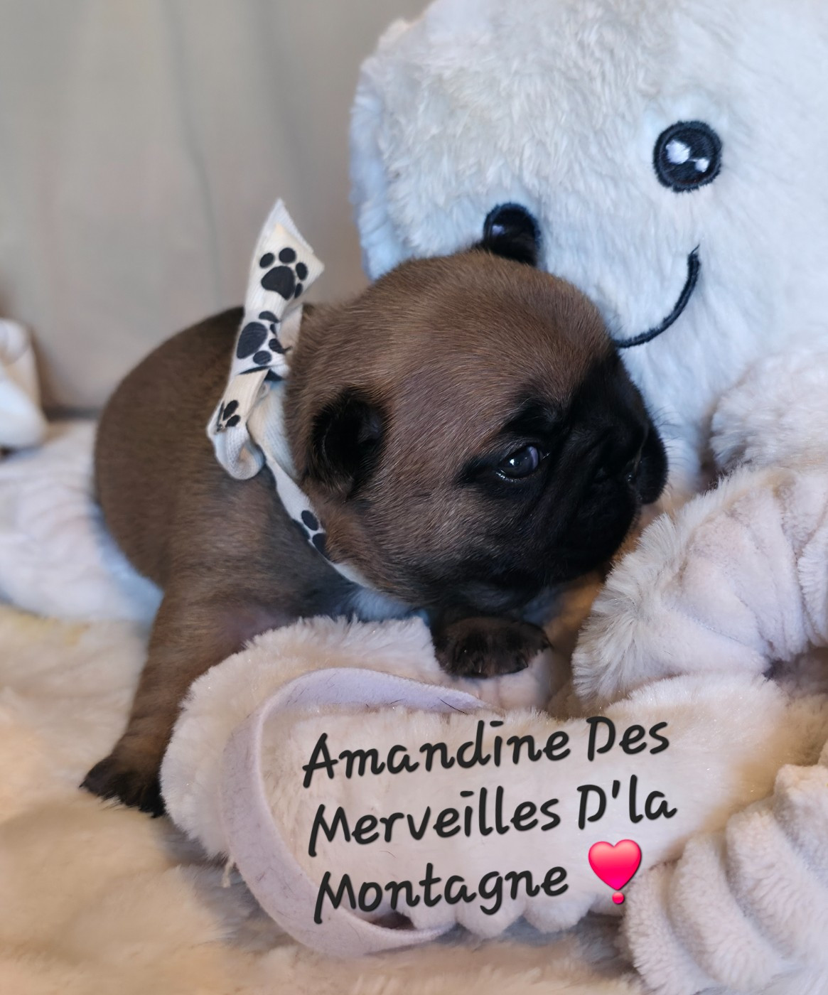 Des Merveilles D'la Montagne - Chiots disponibles - Bouledogue français