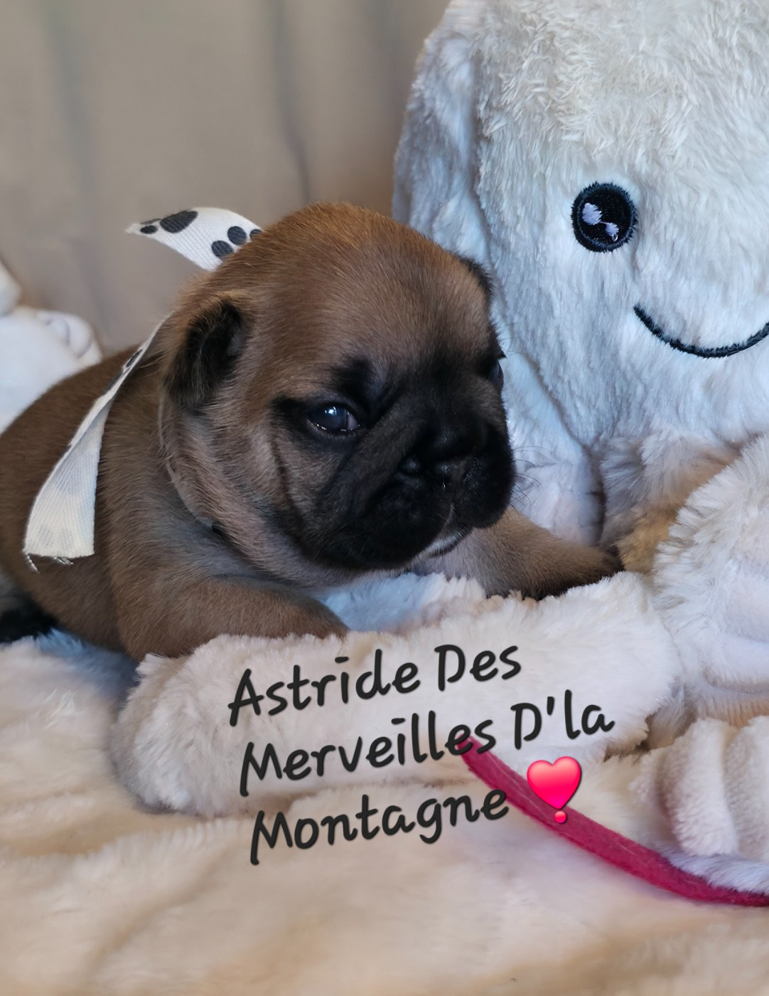 Des Merveilles D'la Montagne - Chiots disponibles - Bouledogue français