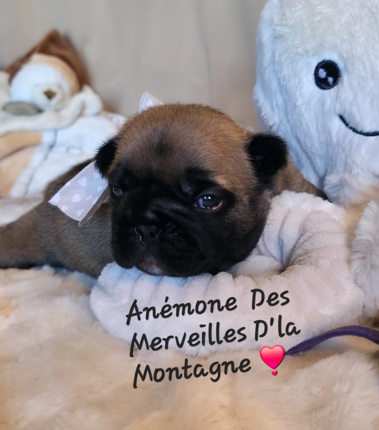 Des Merveilles D'la Montagne - Chiots disponibles - Bouledogue français