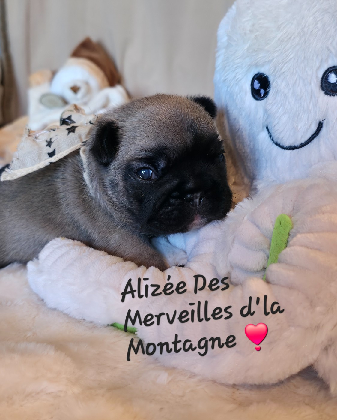 Des Merveilles D'la Montagne - Chiots disponibles - Bouledogue français