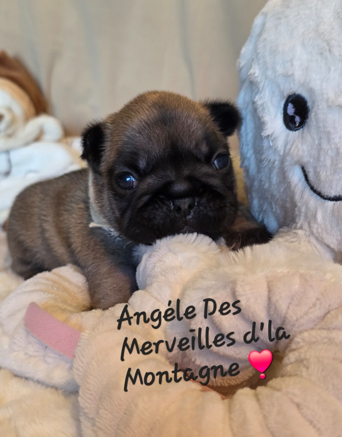 Des Merveilles D'la Montagne - Chiots disponibles - Bouledogue français