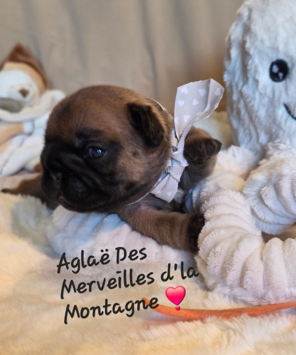 Des Merveilles D'la Montagne - Chiots disponibles - Bouledogue français