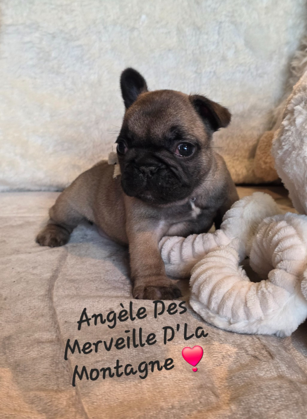 Des Merveilles D'la Montagne - Chiots disponibles - Bouledogue français