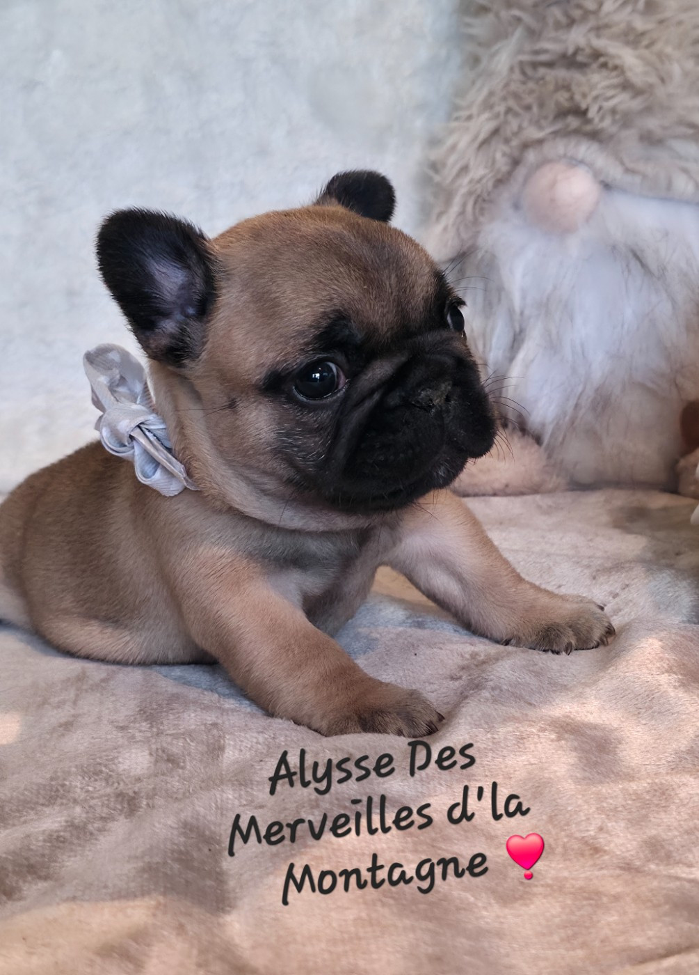 Des Merveilles D'la Montagne - Chiots disponibles - Bouledogue français