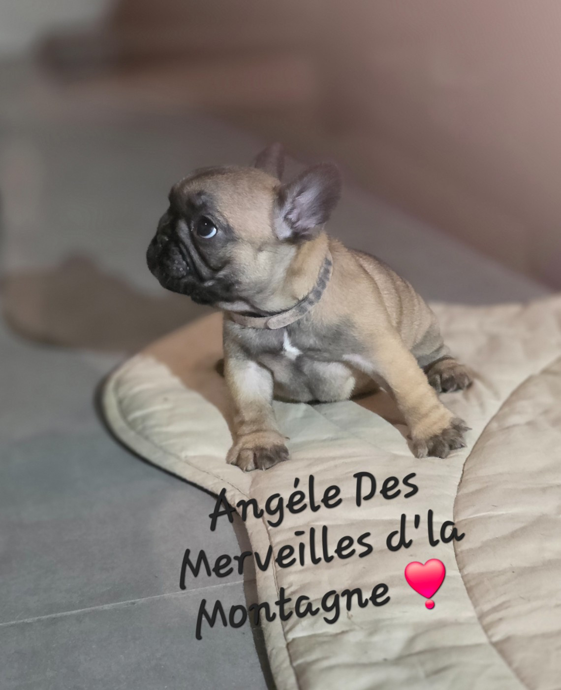 Des Merveilles D'la Montagne - Chiots disponibles - Bouledogue français