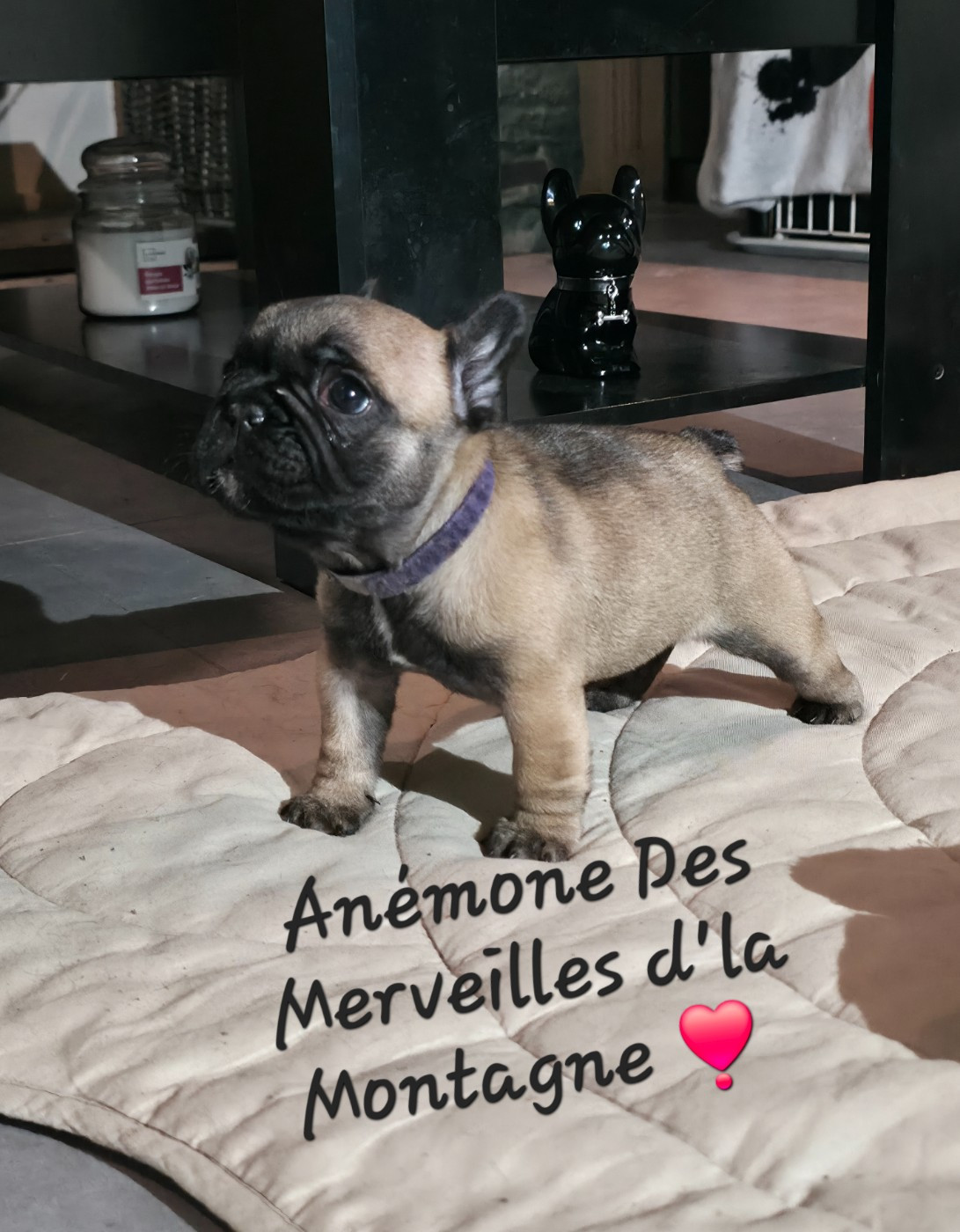 Des Merveilles D'la Montagne - Chiots disponibles - Bouledogue français