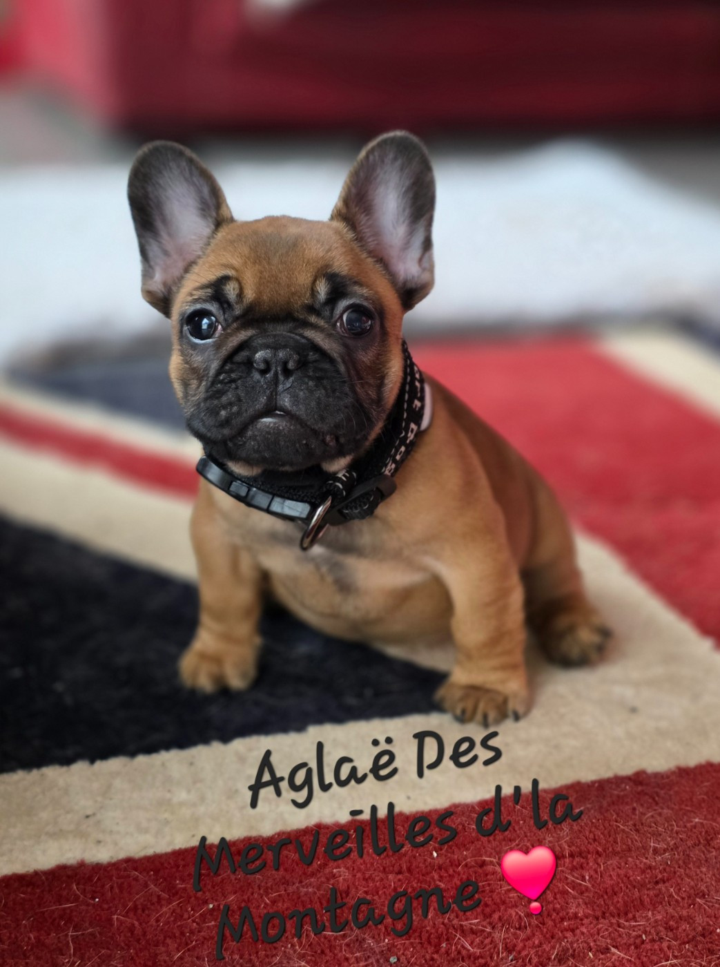 Des Merveilles D'la Montagne - Chiots disponibles - Bouledogue français