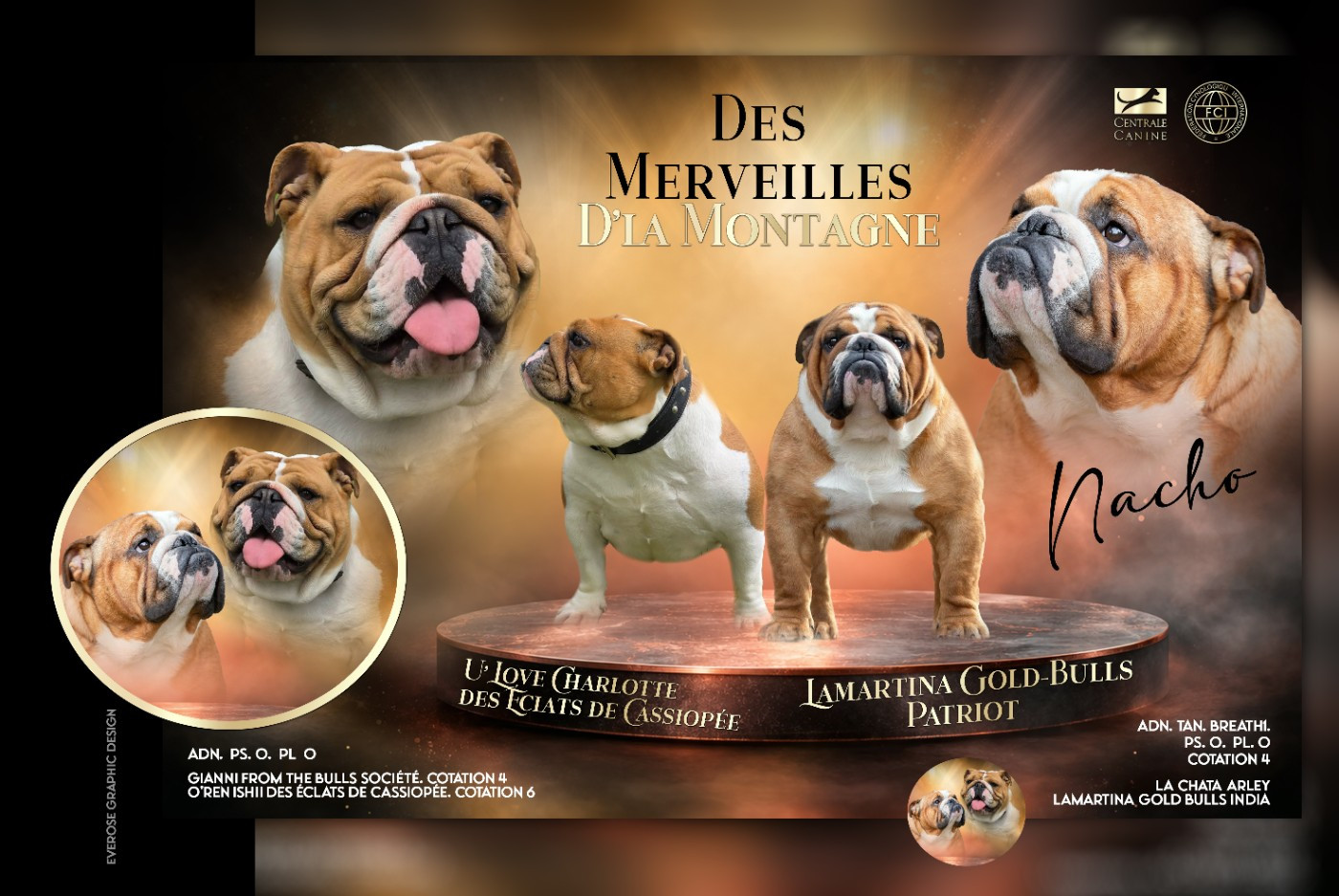 Chiot Bulldog Anglais Des Merveilles D'la Montagne