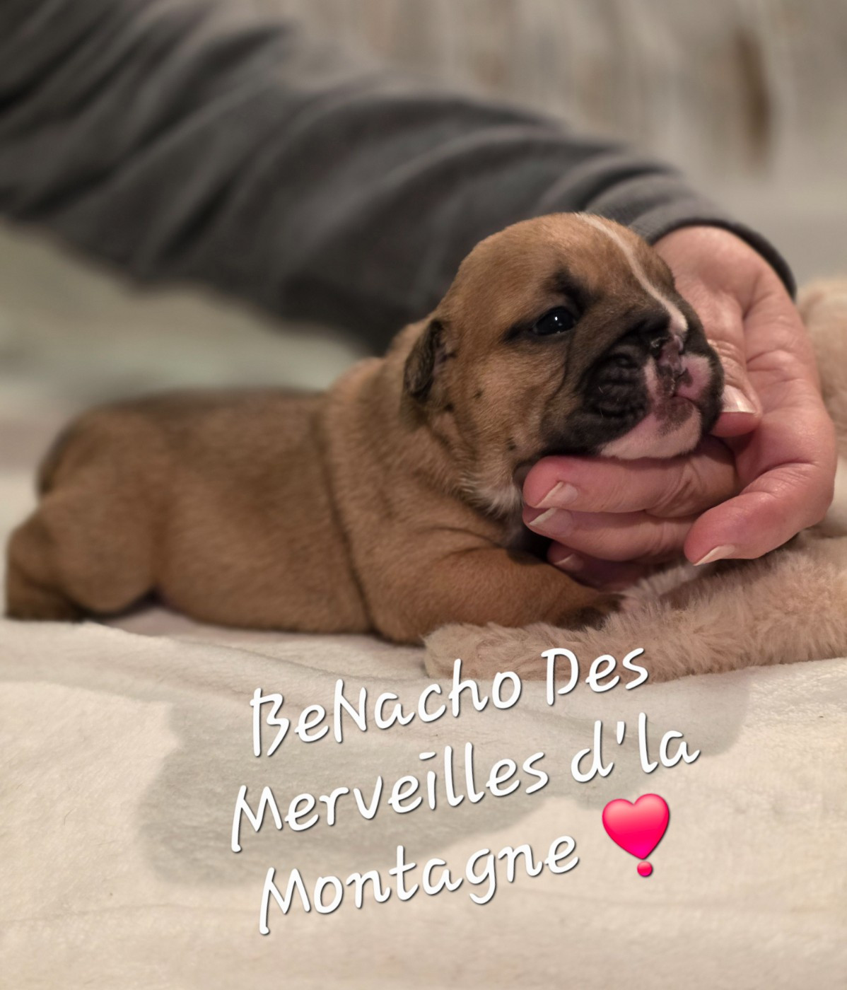 Des Merveilles D'la Montagne - Chiots disponibles - Bulldog Anglais