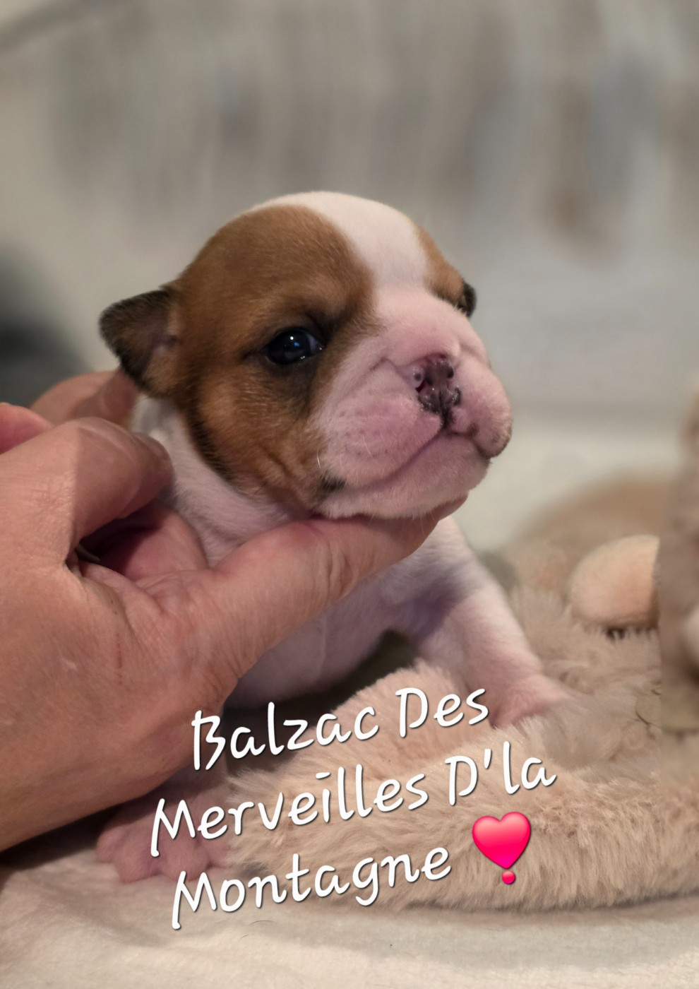 Des Merveilles D'la Montagne - Chiots disponibles - Bulldog Anglais