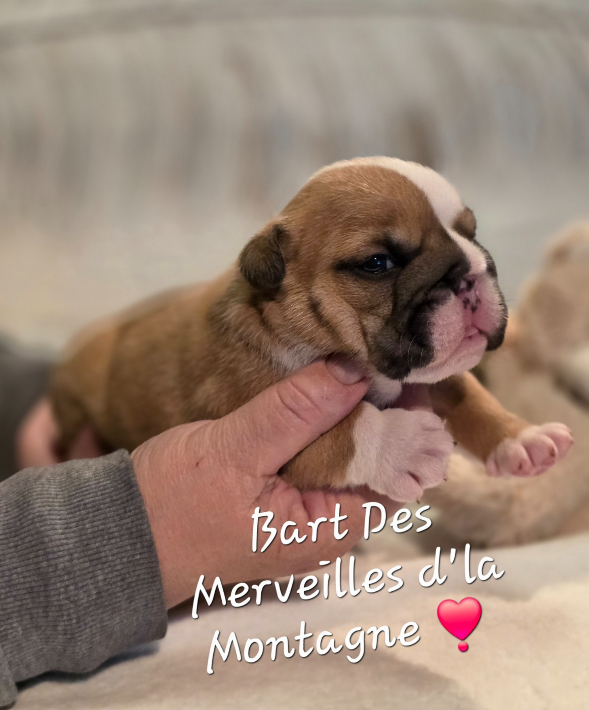 Des Merveilles D'la Montagne - Chiots disponibles - Bulldog Anglais