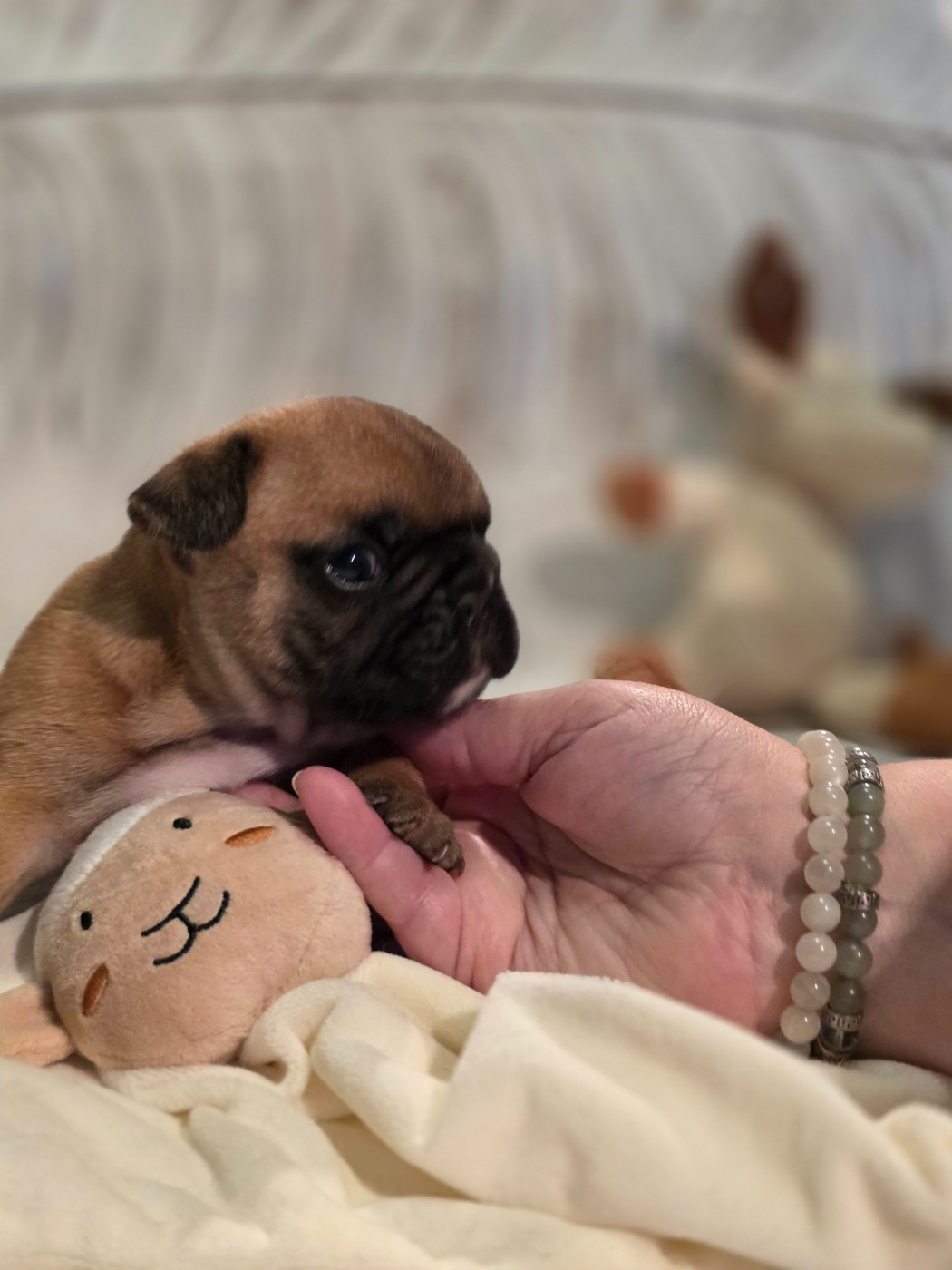 Des Merveilles D'la Montagne - Chiots disponibles - Bouledogue français