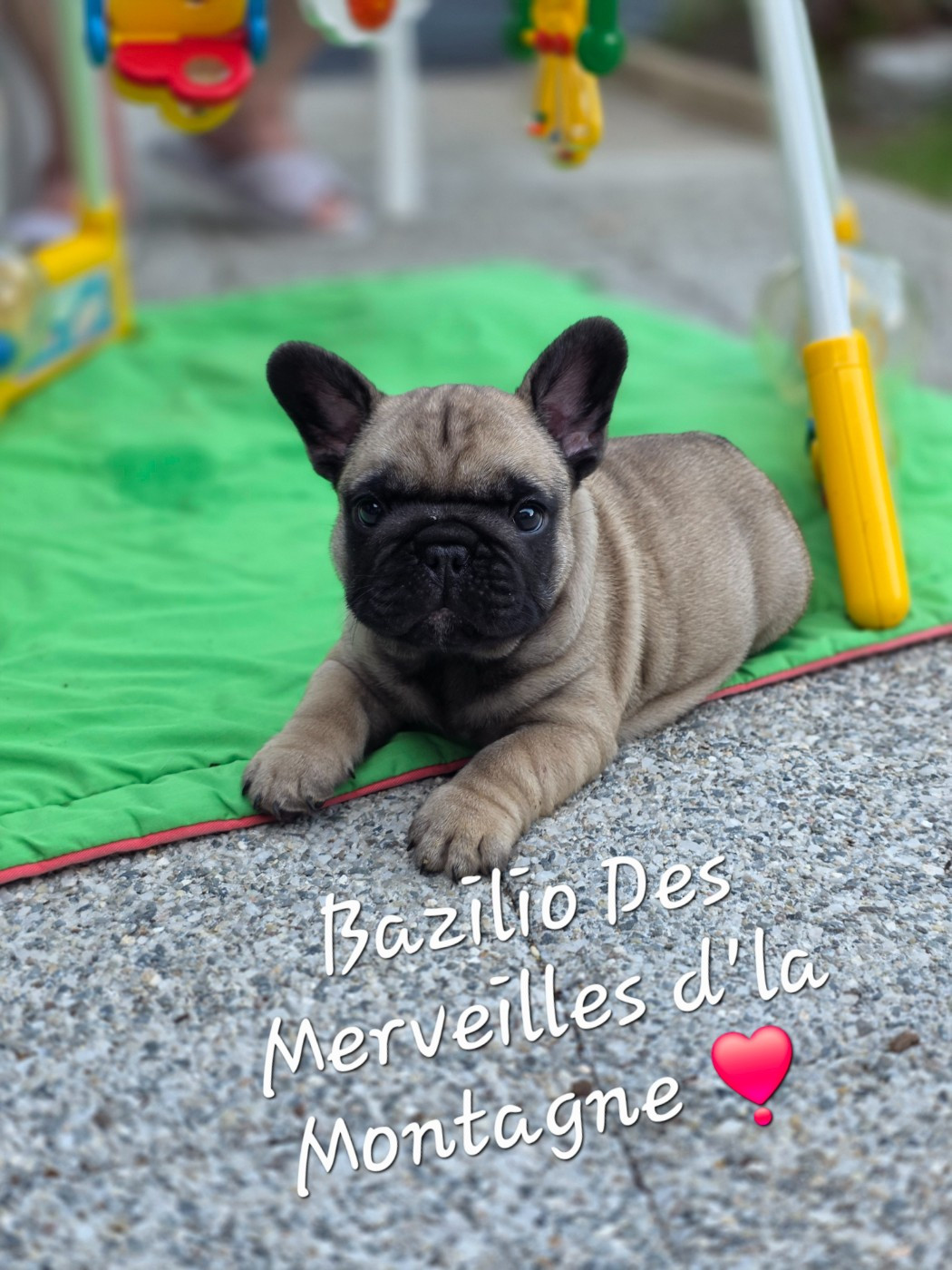Des Merveilles D'la Montagne - Bouledogue français - Portée née le 13/04/2026