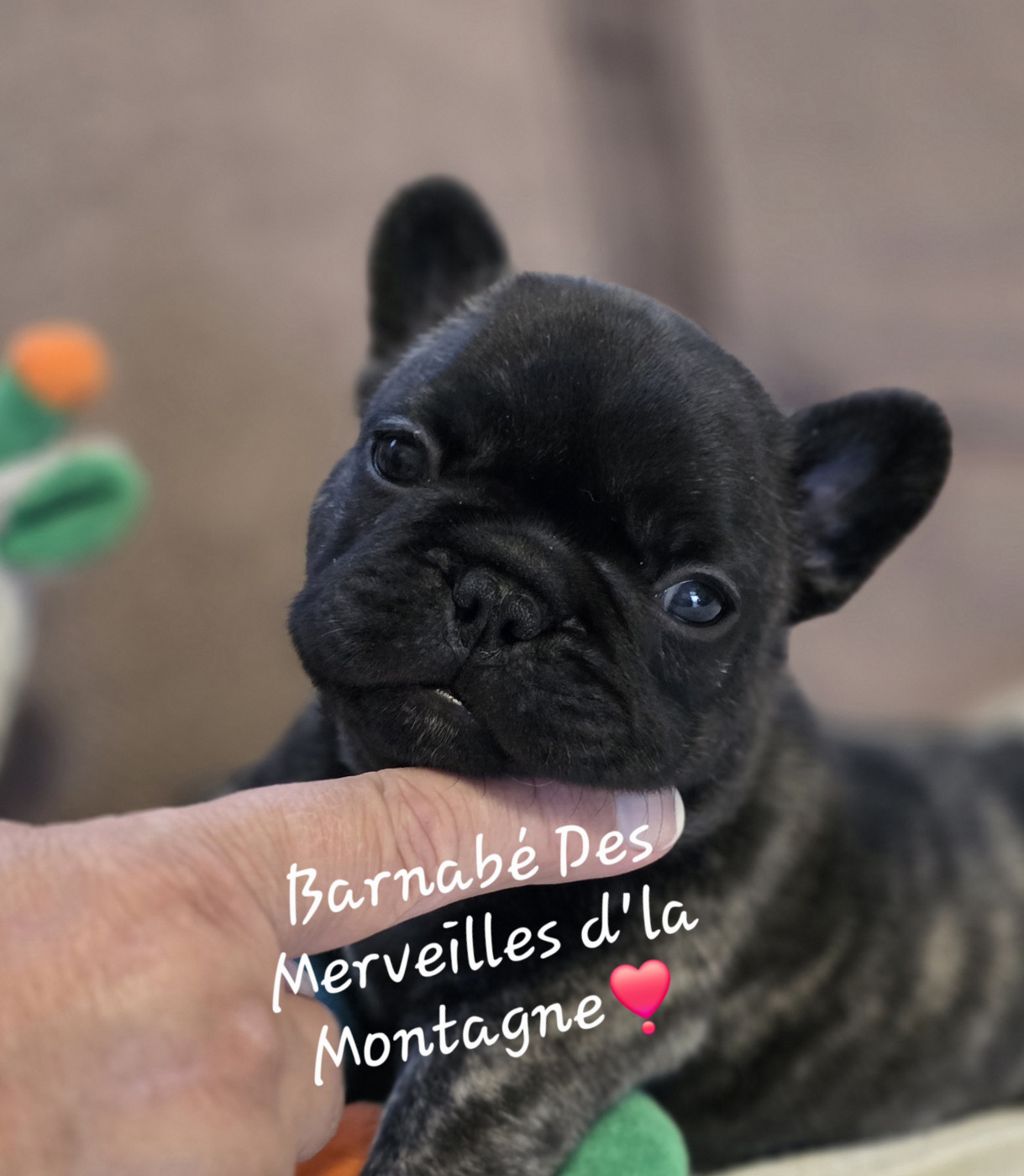 Des Merveilles D'la Montagne - Chiots disponibles - Bouledogue français