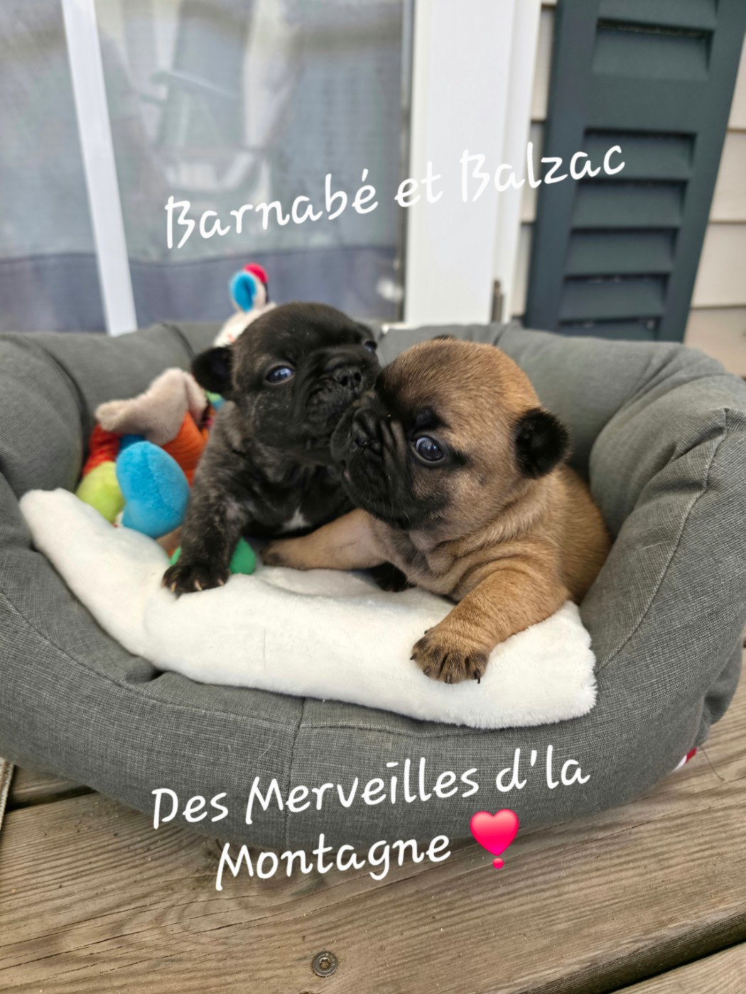 Chiot Bouledogue français Des Merveilles D'la Montagne