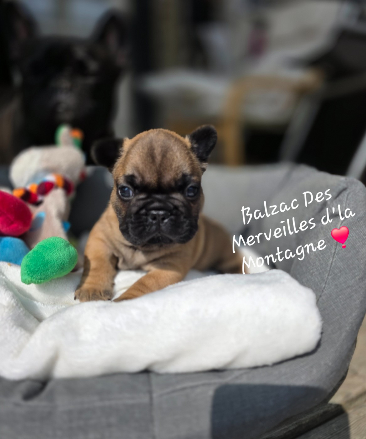 Des Merveilles D'la Montagne - Chiots disponibles - Bouledogue français