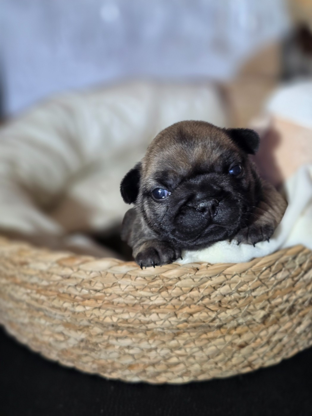 Des Merveilles D'la Montagne - Chiots disponibles - Bouledogue français